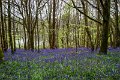 Bluebells and wild garlic in Rossmore Forest Park - May 2017 (23)